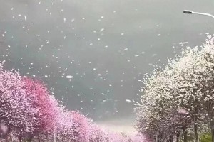 柳州紫荆花瓣雨惊艳全网，钟楚曦美照刷屏