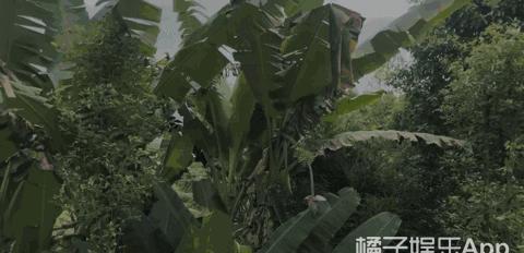南笙vlog画面